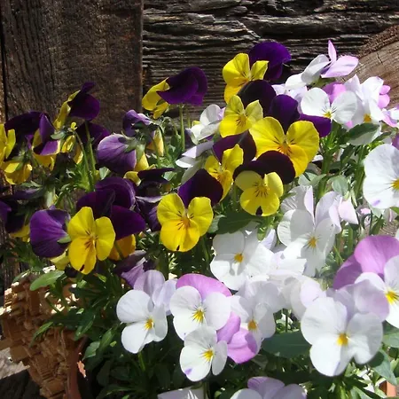 Ferienhaeuser Stohl Casa vacanze