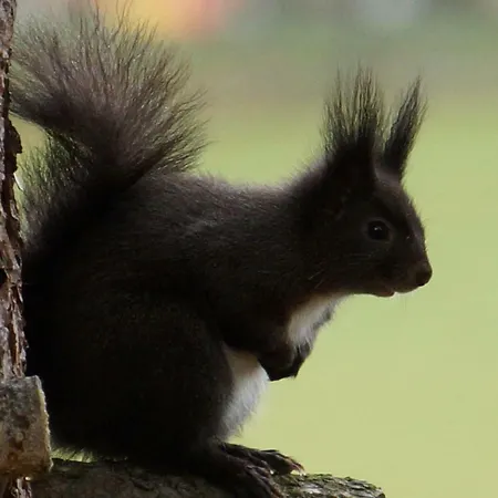 Ferienhaeuser Stohl Casa vacanze