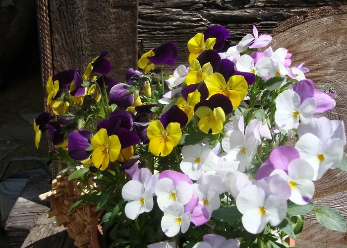 Ferienhaeuser Stohl 別荘