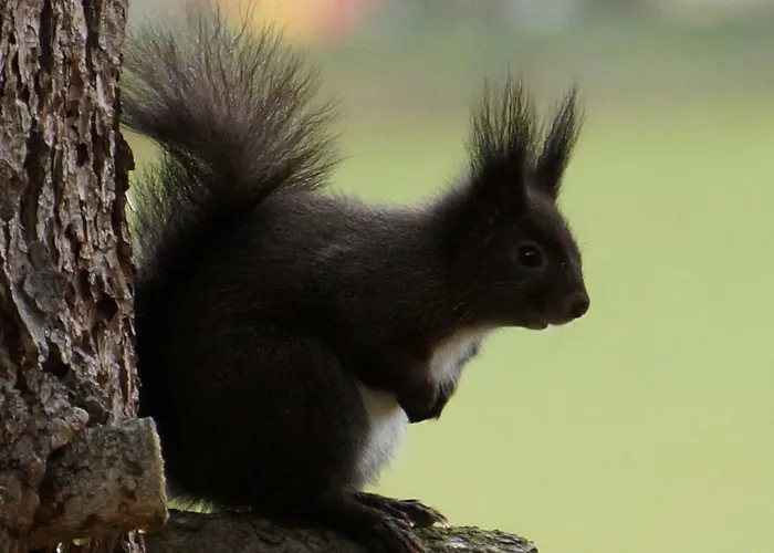 Ferienhaeuser Stohl Nyaraló